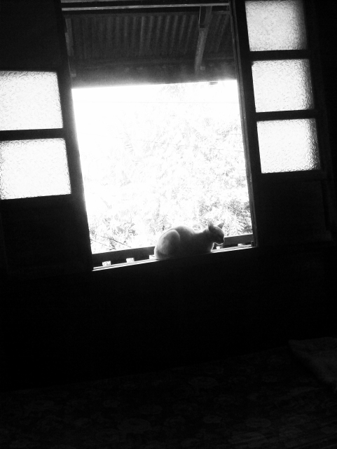 cat on  a window